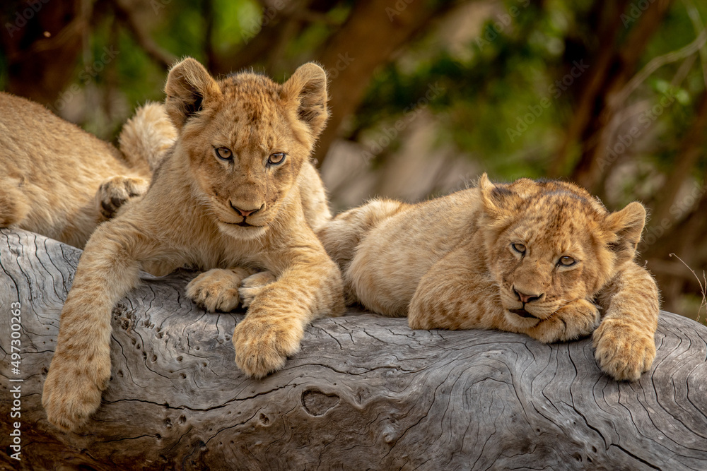 Lion cubs sitting on a fallen tree. Lion cubs sitting on a fallen tree.