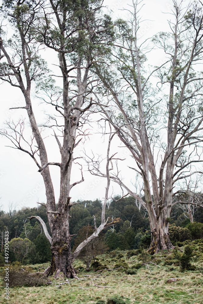 Two large trees in front of bushland Two large trees in front of bushland
