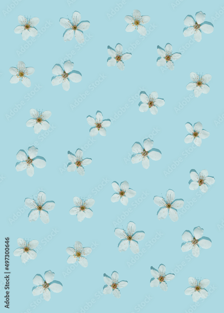 Creative sunlit layout of white plum flowers on pastel blue background. Minimal flat lay nature background. Spring pattern. Vertical frame. Creative sunlit layout of white plum flowers on pastel blue background. Minimal flat lay nature background. Spring pattern. Vertical frame.