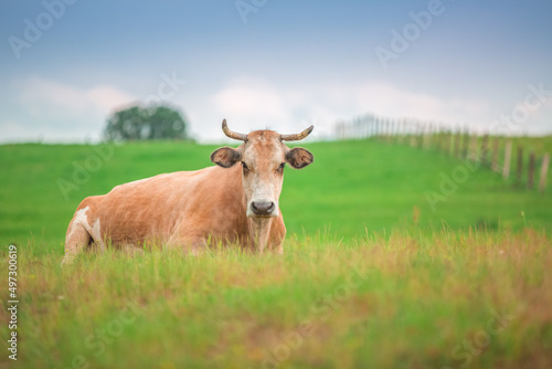 Fototapeta Naklejka Na Ścianę i Meble -  Cow in a meadow grass in  countryside farm 