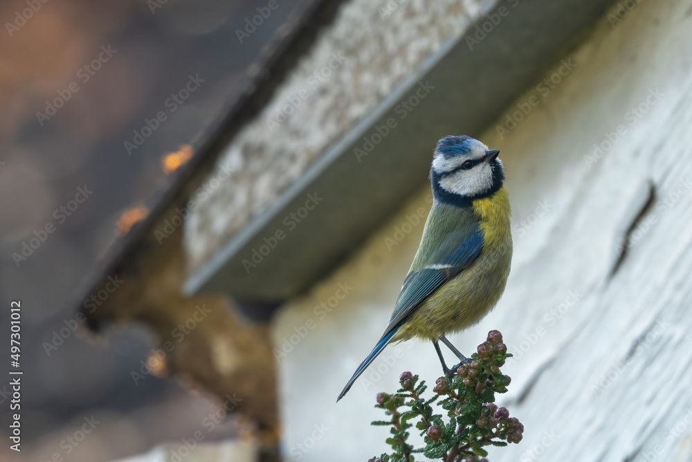 Obraz premium Eurasian blue tit (Cyanistes caeruleus) perched in front of a house, Norfolk, UK. Cute European garden bird.