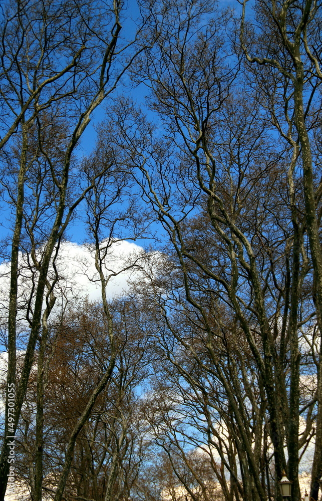 Obraz premium Beautiful blue sky with white clouds and tree branches on their background in early spring in Istanbul 