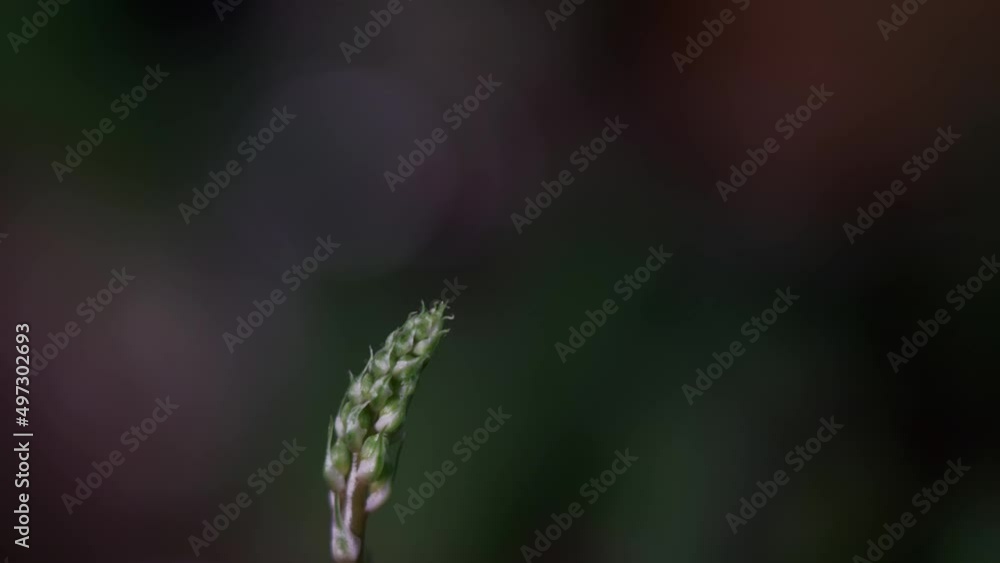 A macro cinematic time lapse of flower before blooming .
save the soil part 2 A macro cinematic time lapse of flower before blooming .
save the soil part 2