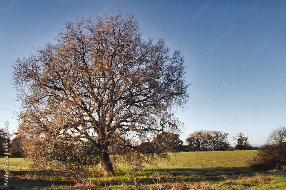 arbre, nature, paysage, campagne, champ, rural, chêne, orme, hêtre, pin, automnal, forêt arbre, nature, paysage, campagne, champ, rural, chêne, orme, hêtre, pin, automnal, forêt
