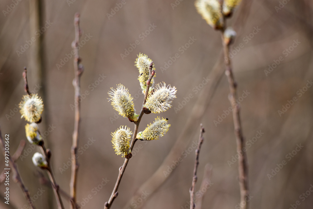 Photo of willow branch with flowering catkins Photo of willow branch with flowering catkins