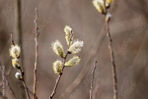 Photo of willow branch with flowering catkins