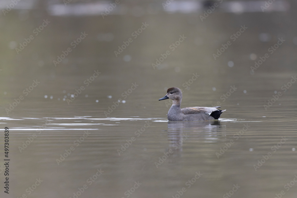 Gadwall Mareca Anas strepera swimming on a lake Gadwall Mareca Anas strepera swimming on a lake