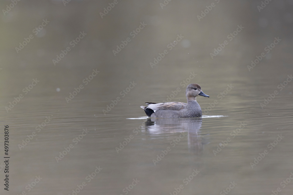 Gadwall Mareca Anas strepera swimming on a lake Gadwall Mareca Anas strepera swimming on a lake