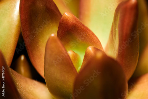 close up of succulent