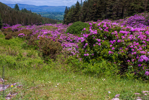 Blooming rhododendrons in Knockmealdown Mountains photo