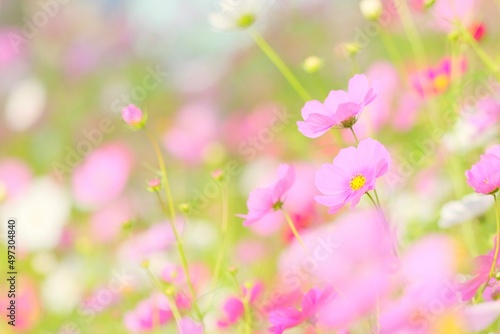 北海道に咲いているコスモス