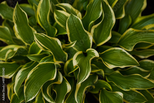 Hosta plantaginea in the garden. The natural background.Green leaves of ornamental plants.. High quality photo photo