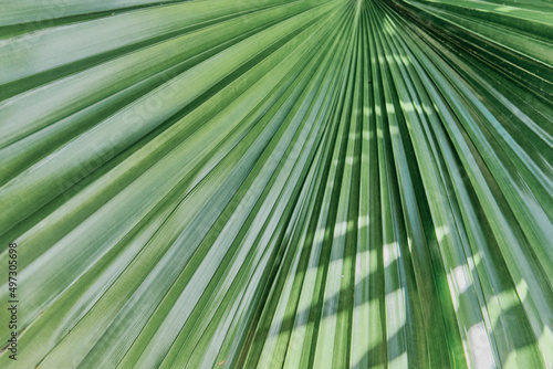 Texture of green palm leaf as abstract tropical background