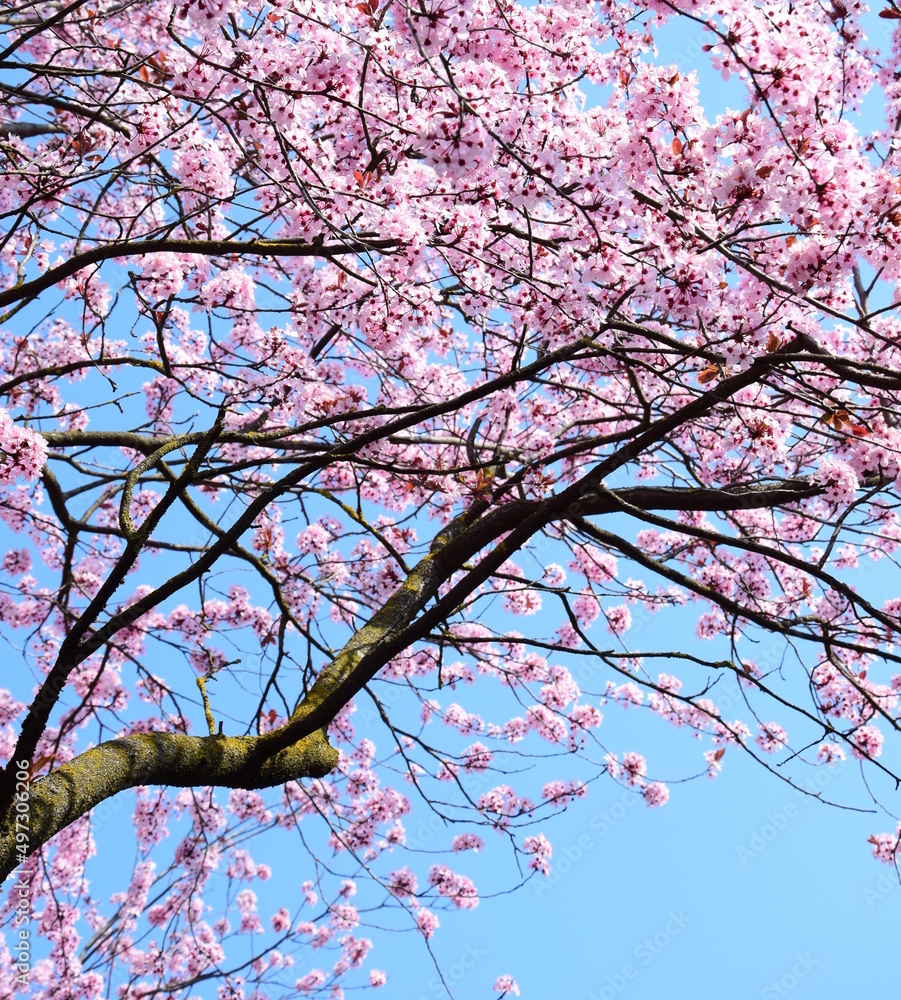 Rosa Blüten der japanischen Zierkirsche vor blauen Himmel, Textur und Hintergrund Rosa Blüten der japanischen Zierkirsche vor blauen Himmel, Textur und Hintergrund
