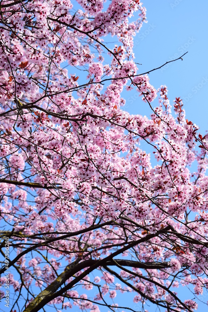 Rosa Blüten der japanischen Zierkirsche vor blauen Himmel, Textur und Hintergrund 