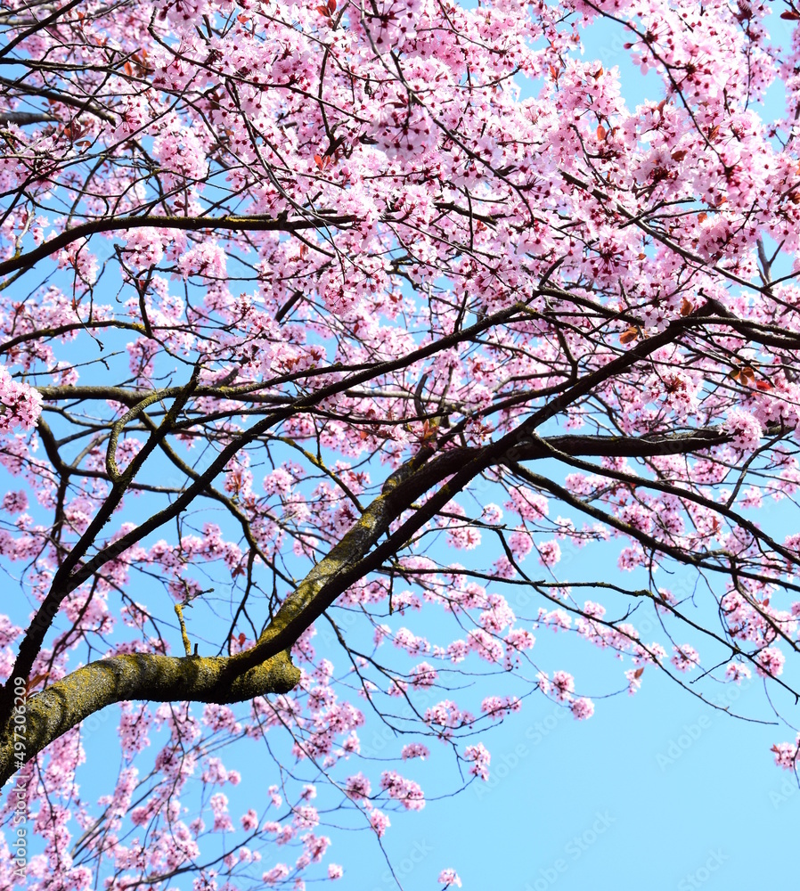 Obraz premium Rosa Blüten und Baum der japanischen Zierkirsche vor blauen Himmel
