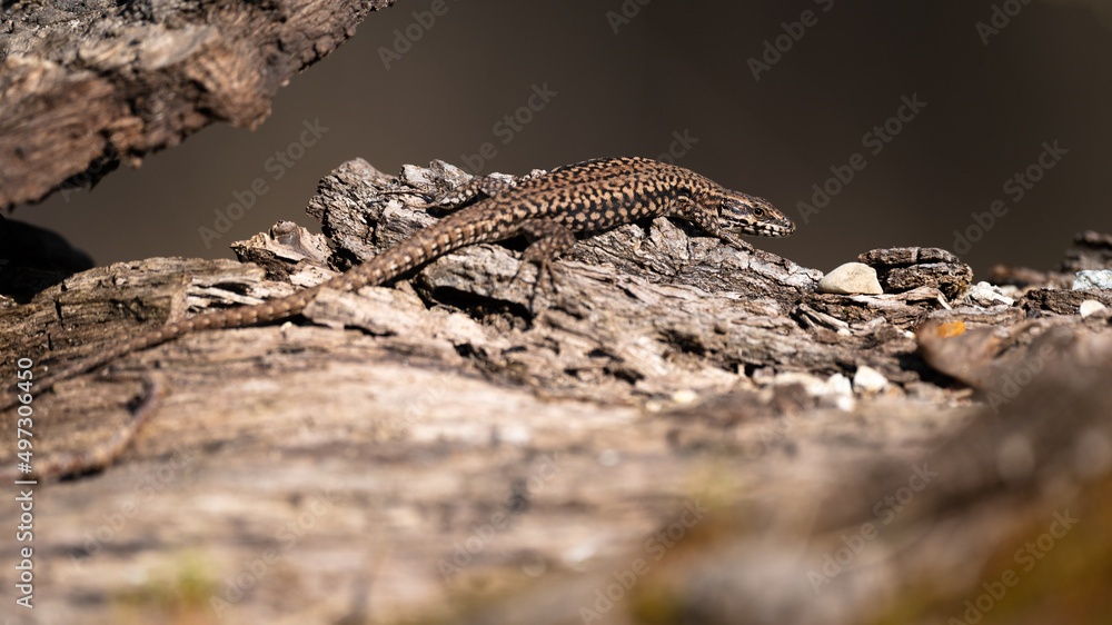 Podarcis muralis - Common Wall Lizard - Lézard des murailles Podarcis muralis - Common Wall Lizard - Lézard des murailles