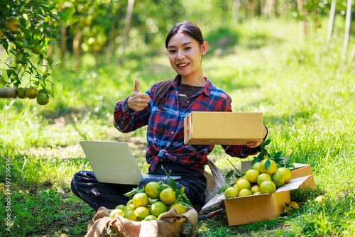 owner women pack tangerines into cardboard boxes in her ochard to send to customers by postal transporttation photo