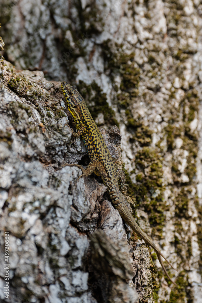 Podarcis muralis - Common Wall Lizard - Lézard des murailles Podarcis muralis - Common Wall Lizard - Lézard des murailles