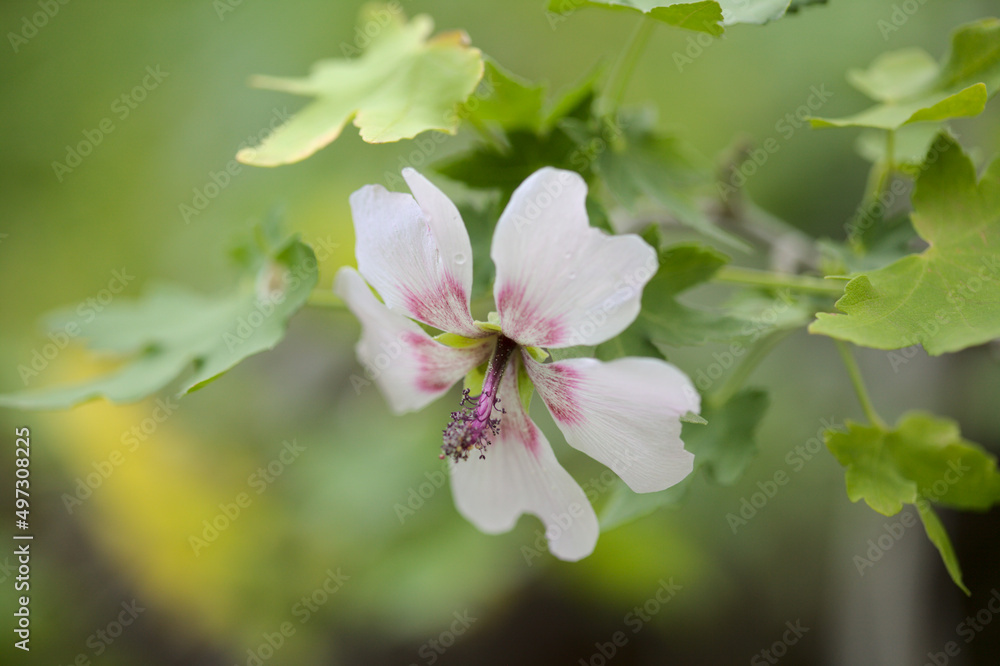 Flora of Gran Canaria - flowering Malva acerifolia tree endemic to Canary Islands natural macro floral background
Flora of Gran Canaria - flowering Malva acerifolia tree endemic to Canary Islands natural macro floral background