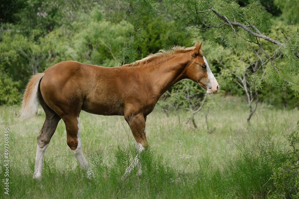 Red dun colt foal horse with flaxen mane and tail in rural Texas landscape during summer.