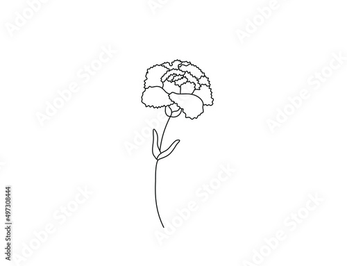 Vector isolated single pretty carnation flower blossom colorless black and white contour line drawing