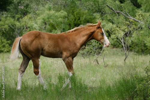 Red dun colt foal horse with flaxen mane and tail in rural Texas landscape during summer.