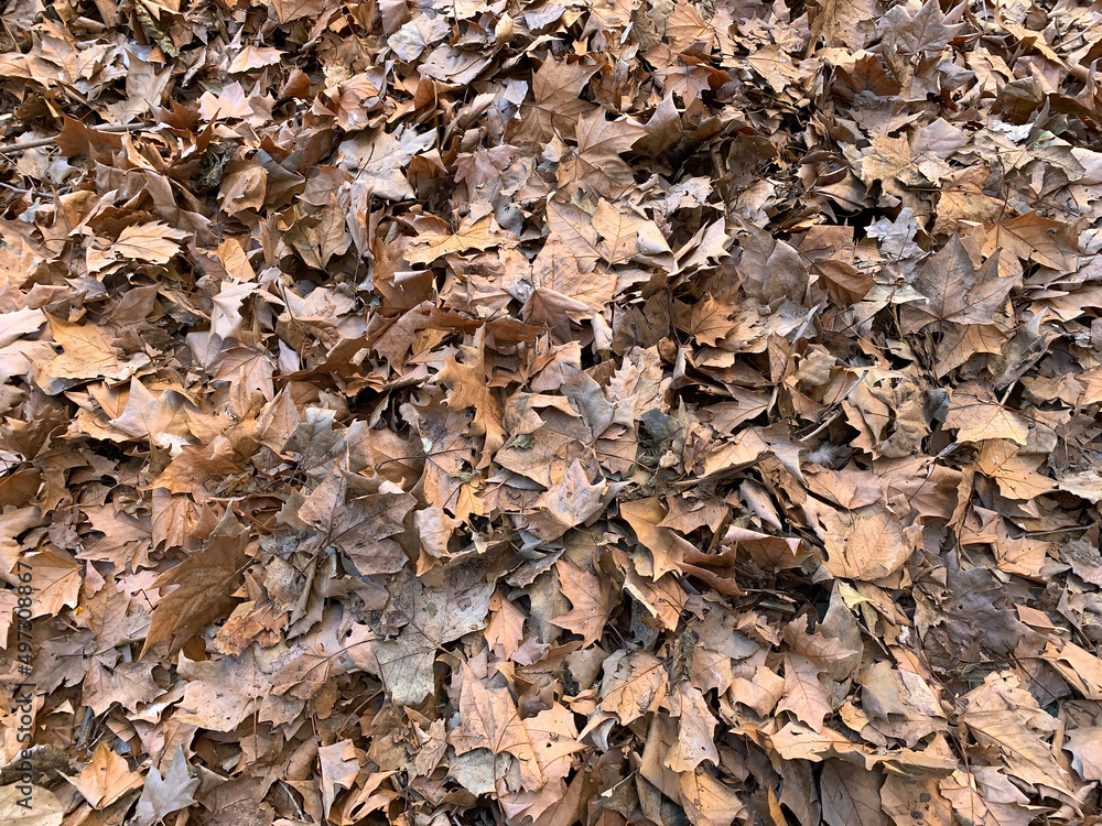Soil covered with dry brown leaves 