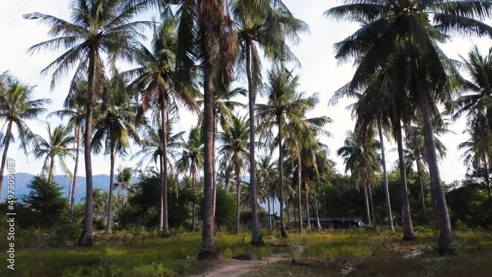 Forward view of tropical path in palms trees. Cam Ranh Vietnam. Drone ground level Forward view of tropical path in palms trees. Cam Ranh Vietnam. Drone ground level