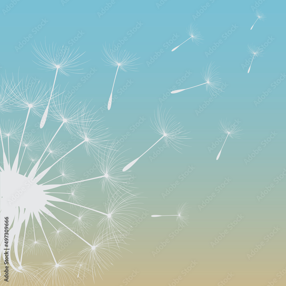 Fototapeta premium Vector illustration of dandelion time. White Beautiful Dandelion seeds blowing in the wind. The wind inflates a dandelion isolated in editable background.