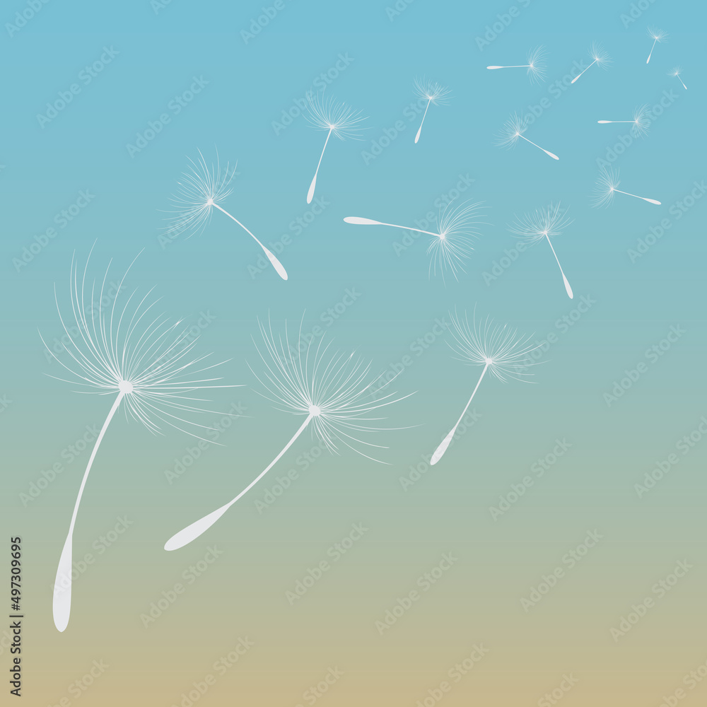 Obraz premium Vector illustration of dandelion time. White Beautiful Dandelion seeds blowing in the wind. The wind inflates a dandelion isolated in editable background.