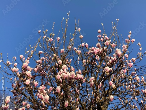 Magnolie beginnt zu blühen unter blauem Himmel 