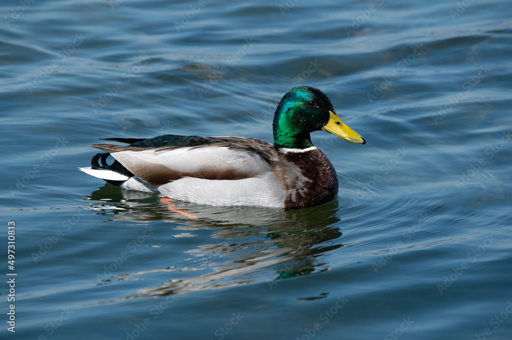 Anas platyrhynchos - Mallard - Canard colvert Anas platyrhynchos - Mallard - Canard colvert