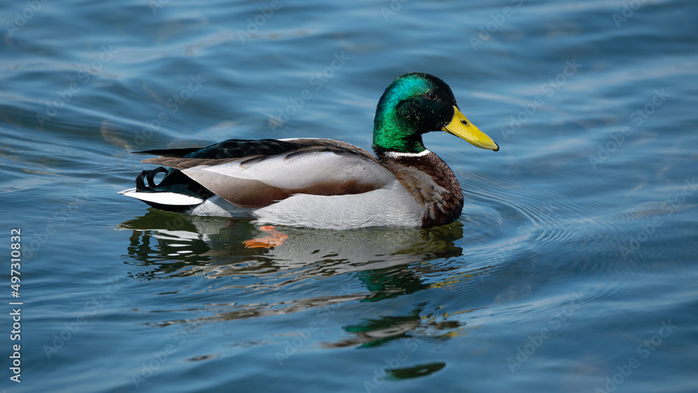 Anas platyrhynchos - Mallard - Canard colvert Anas platyrhynchos - Mallard - Canard colvert
