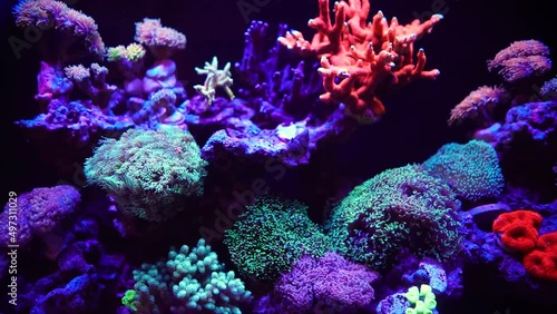 Beautiful underwater life. Filling for the aquarium, rare algae and corals. Relaxing video for sleep. Calm therapy. Water moves tentacles and leaves. Neon lighting underwater, magical light from plant