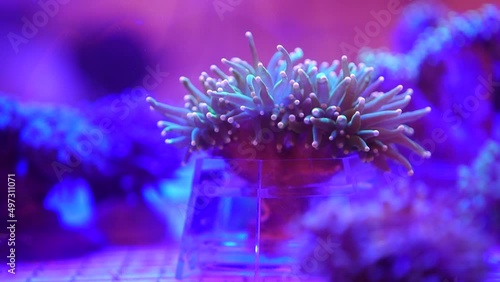 Beautiful underwater life. Filling for the aquarium, rare algae and corals. Relaxing video for sleep. Calm therapy. Water moves tentacles and leaves. Neon lighting underwater, magical light from plant