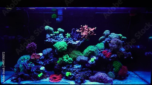 Beautiful underwater life. Filling for the aquarium, rare algae and corals. Relaxing video for sleep. Calm therapy. Water moves tentacles and leaves. Neon lighting underwater, magical light from plant