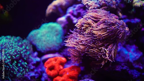 Beautiful underwater life. Filling for the aquarium, rare algae and corals. Relaxing video for sleep. Calm therapy. Water moves tentacles and leaves. Neon lighting underwater, magical light from plant