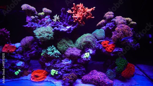 Beautiful underwater life. Filling for the aquarium, rare algae and corals. Relaxing video for sleep. Calm therapy. Water moves tentacles and leaves. Neon lighting underwater, magical light from plant