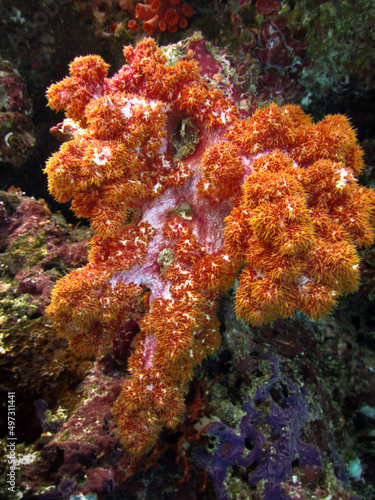 Soft Coral - Dendronephthya sp. © Fotopogledi