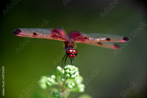 A ruby meadowhawk dragonfly perched along the shoreline of a lake in a provincial park. photo