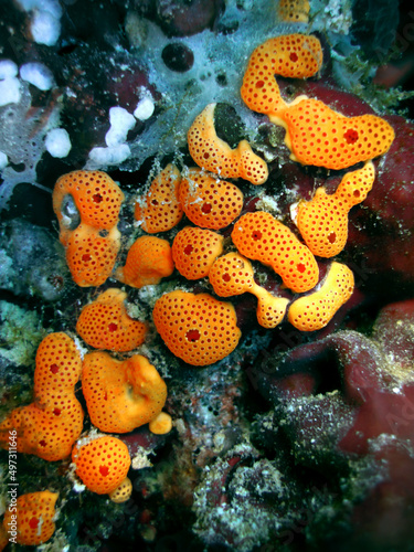 Sea Sponge - Didemnum sp. - Didemnidae photo