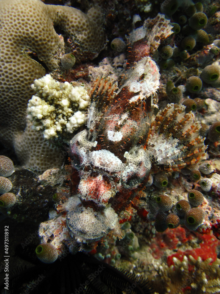 Maldives Scorpionfish - Tasseled Scorpionfish - Scorpeanopsis Oxycepphala Maldives Scorpionfish - Tasseled Scorpionfish - Scorpeanopsis Oxycepphala