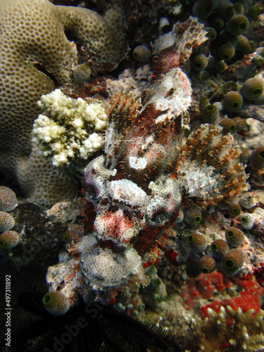 Maldives Scorpionfish - Tasseled Scorpionfish - Scorpeanopsis Oxycepphala