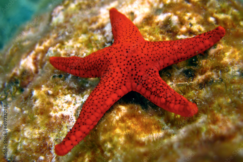 Fototapeta premium Indian Sea Star - Red Starfish - Formia Indica