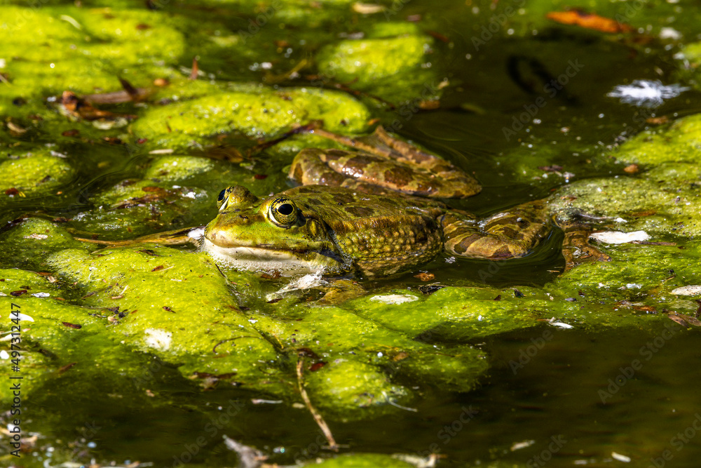 Common frog, Rana temporaria, single reptile croaking in water Common frog, Rana temporaria, single reptile croaking in water