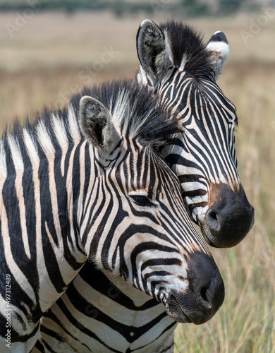 Two zebras interacting.  Photographed in South Africa.