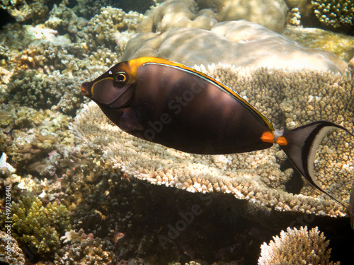 Orange spine Unicornfish - Naso lituratus photo