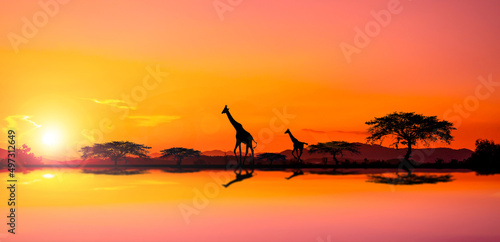 sunset and sunrise, safari , running giraffe. with blur shadow.savanna.