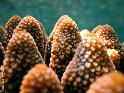 Close up of a Acropora sp.hard coral photo